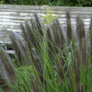 Pennisetum alopecuroides Viridescens