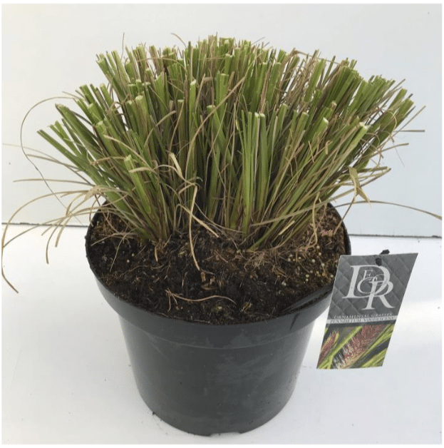 Pennisetum alopecuroides Viridescens 3 Pennisetum alopecuroides Viridescens C10