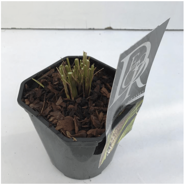 Pennisetum alopecuroides Viridescens 4 Pennisetum alopecuroides Viridescens V2