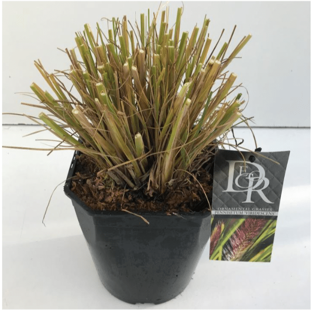 Pennisetum alopecuroides Viridescens 5 Pennisetum alopecuroides Viridescens V5