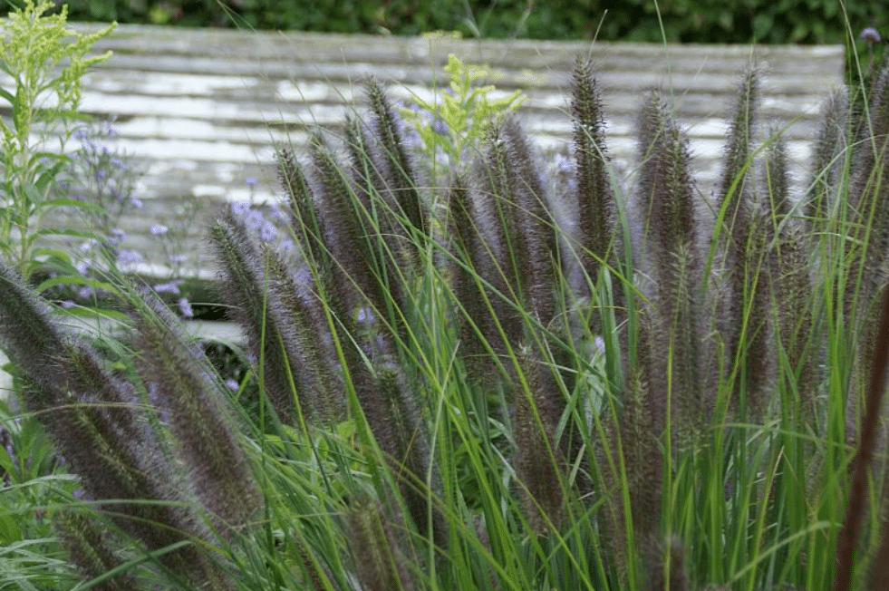 Pennisetum alopecuroides Viridescens 1 Pennisetum alopecuroides Viridescens