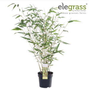 Phyllostachys aureosulcata Aureocaulis