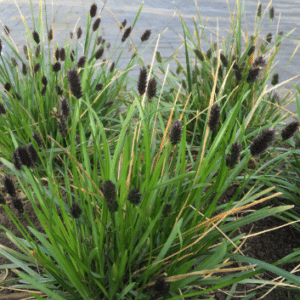 Sesleria heufleriana