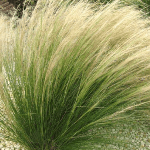Stipa tenuissima Pony Tails
