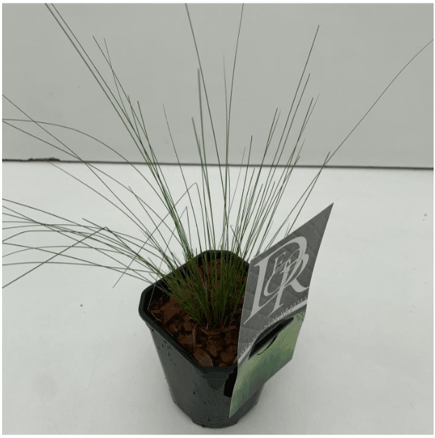 Stipa tenuissima Pony Tails 2 Stipa tenuissima Pony Tails - Pilt 2