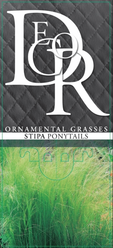 Stipa tenuissima Pony Tails 3 Stipa tenuissima Pony Tails - Pilt 3