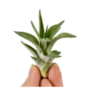 Tillandsia Abdita