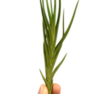 Tillandsia Albertiana