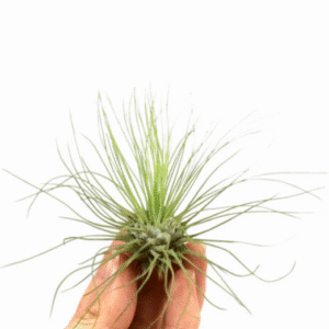 Tillandsia Argentea