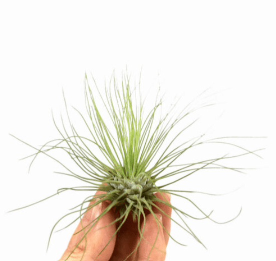 Tillandsia Argentea 1 Tillandsia Argentea