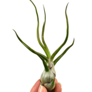 Tillandsia Bulbosa