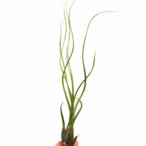 Tillandsia Butzii