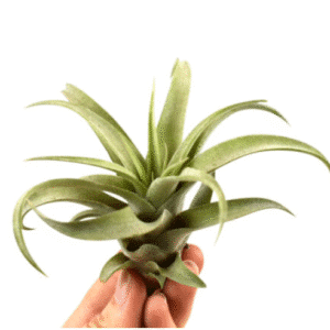 Tillandsia Capitata Peach Green