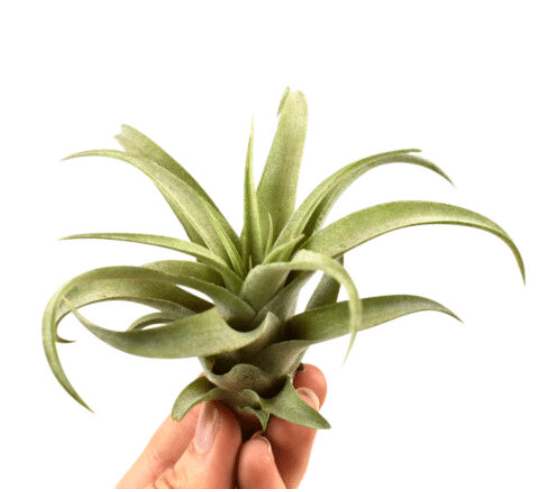 Tillandsia Capitata Peach Green 1 Tillandsia Capitata Peach Green