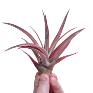 Tillandsia Capitata Peach Red