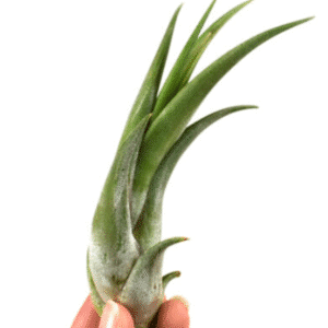 Tillandsia Circinata