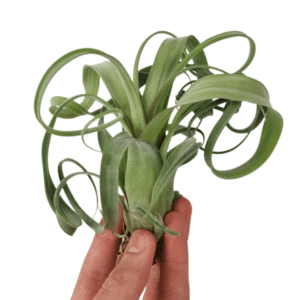 Tillandsia Curly Slim