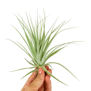 Tillandsia Gardneri