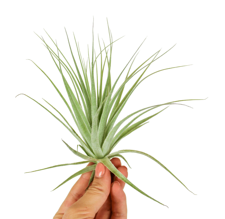 Tillandsia Gardneri 1 Tillandsia Gardneri