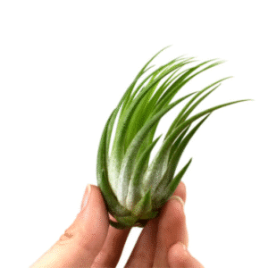 Tillandsia Ionantha Scaposa