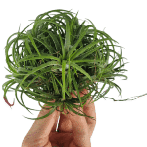 Tillandsia Ionantha green clumb