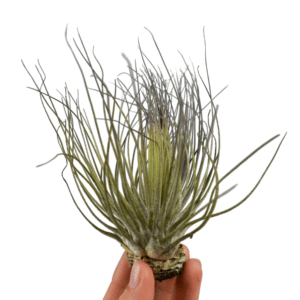 Tillandsia Magnusiana