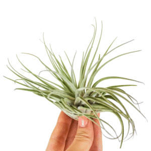 Tillandsia Oaxacana