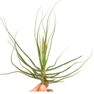 Tillandsia Schiedeana