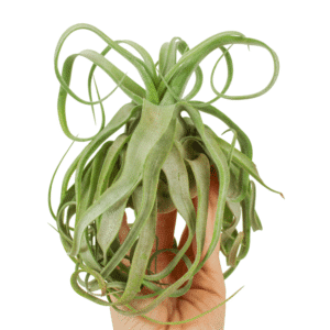 Tillandsia Streptophylla