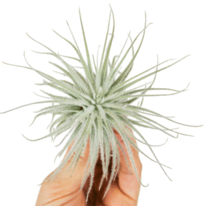 Tillandsia Tectorum