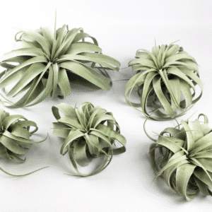 Tillandsia Xerographica