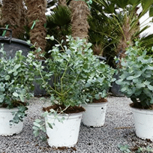Eucalyptus Gunni