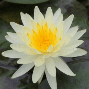 Vesiroos Lemon Mist