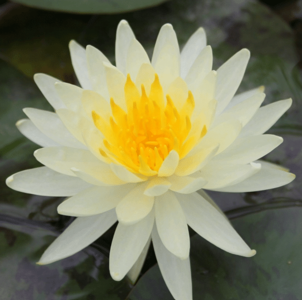 Vesiroos Lemon Mist