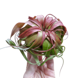 Tillandsia Eric Knobloch Tillandsia ehk õhulill