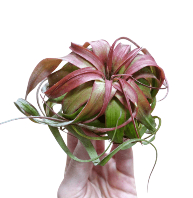 Tillandsia Eric Knobloch Tillandsia ehk õhulill