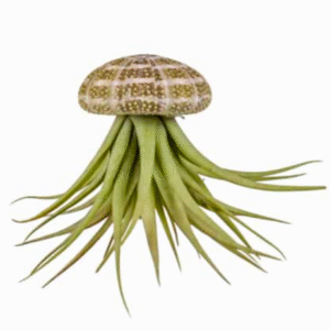 Tillandsia jellyfish