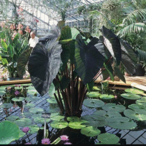 Colocasia esculenta Black Runner