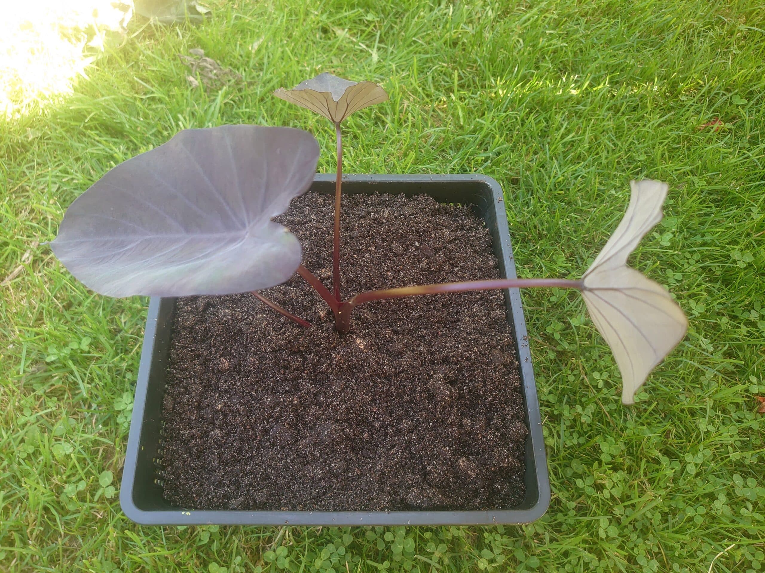Colocasia esculenta Black Runner 2 Colocasia esculenta Black Runner - Pilt 2