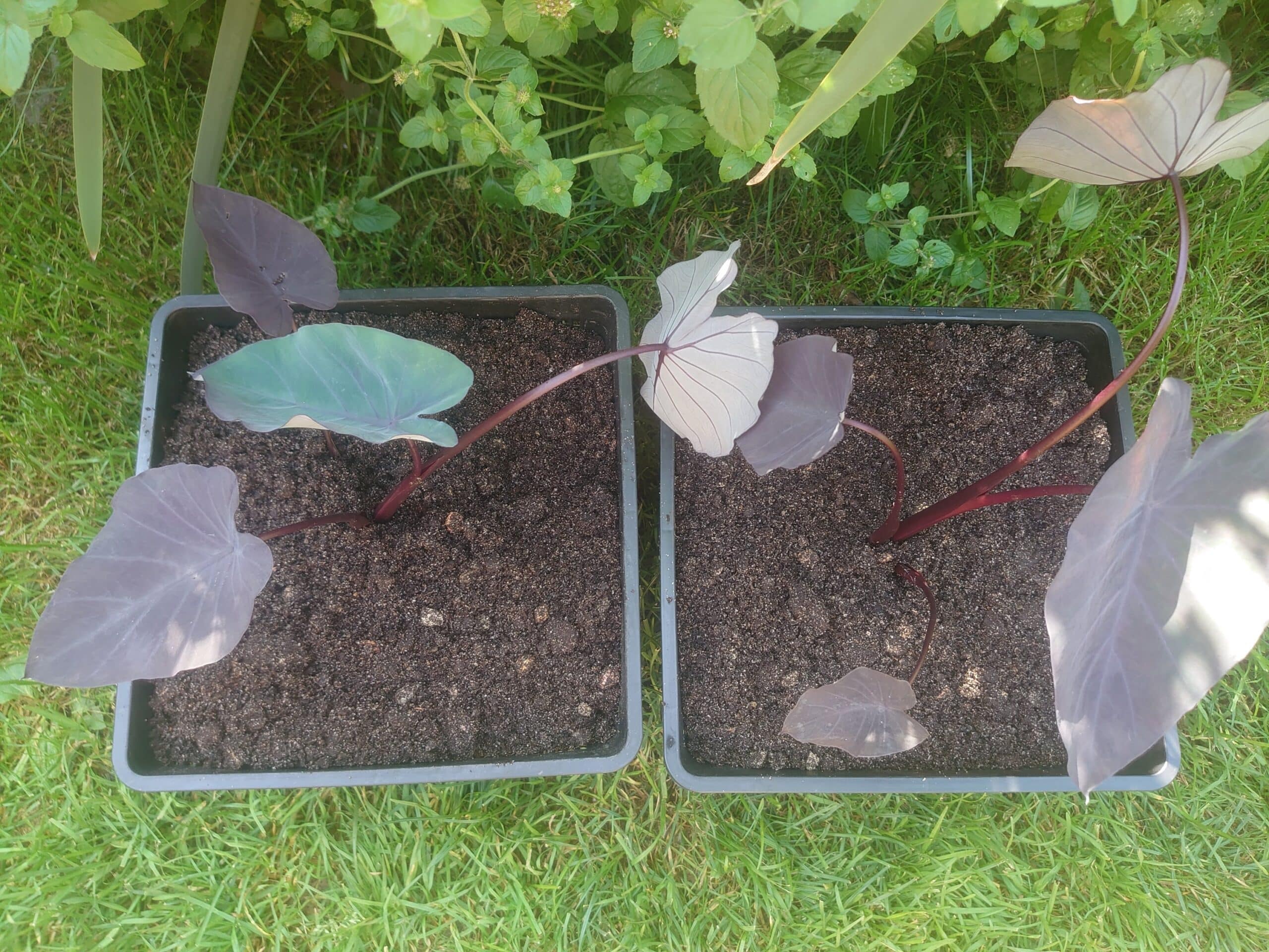 Colocasia esculenta Black Runner 3 Colocasia esculenta Black Runner - Pilt 3