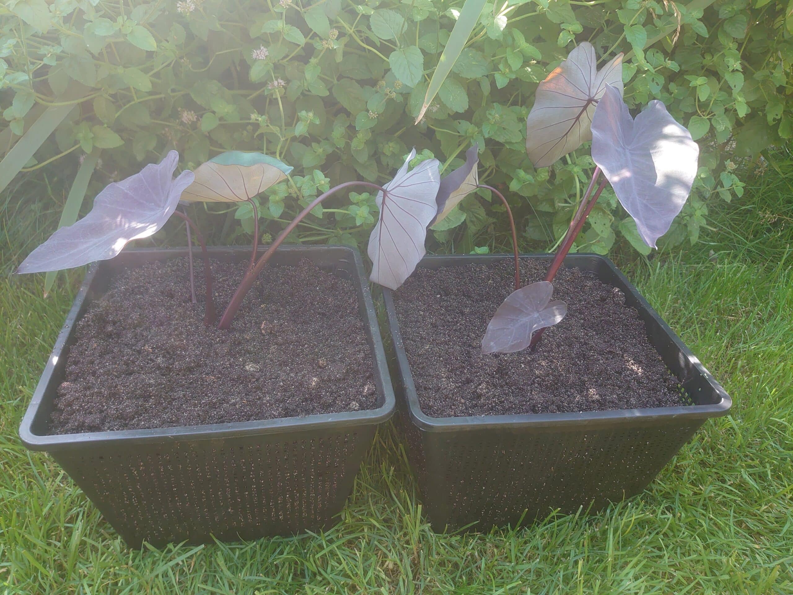 Colocasia esculenta Black Runner 4 Colocasia esculenta Black Runner - Pilt 4
