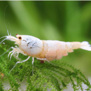 Lumivalge mesilase krevet Caridina logemanni