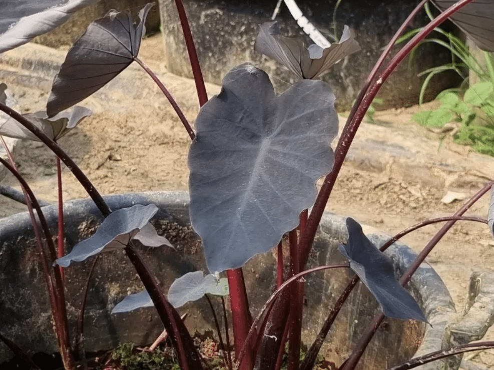 Colocasia esculenta Black Runner 1 Colocasia esculenta Black Runner