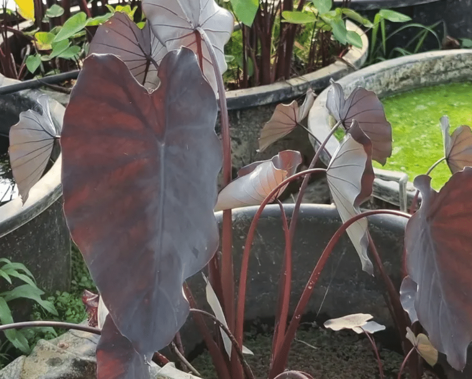Colocasia esculenta Black Runner 2 Colocasia esculenta Black Runner - Pilt 2