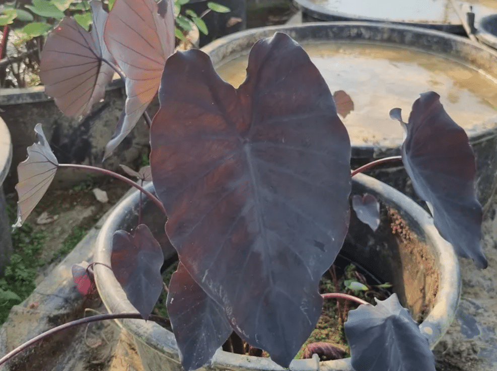 Colocasia esculenta Black Runner 3 Colocasia esculenta Black Runner - Pilt 3