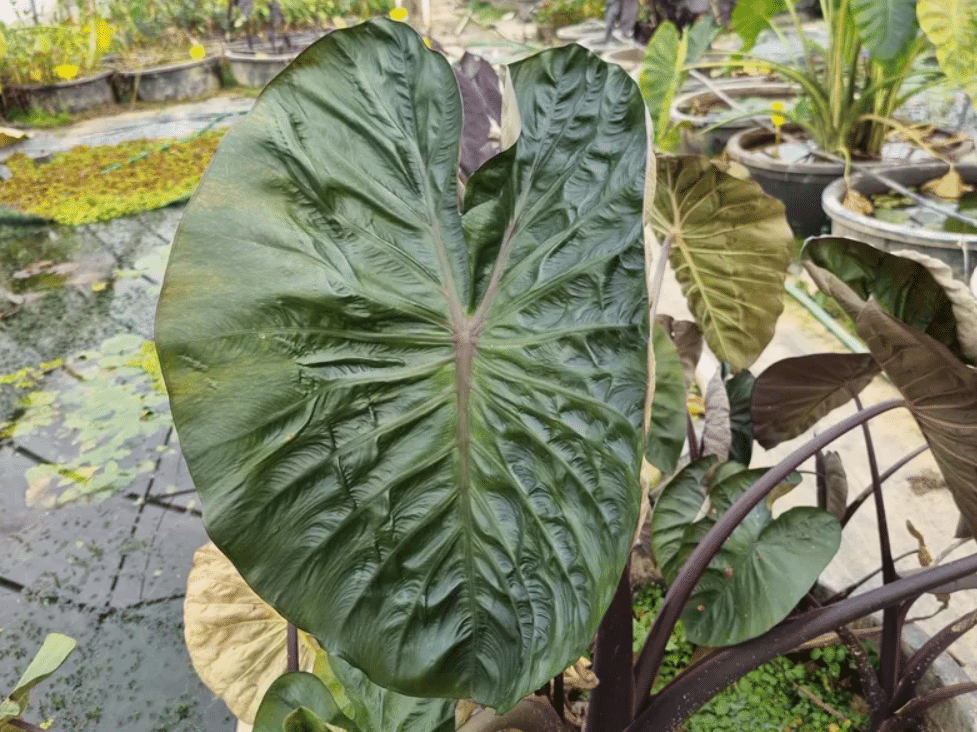 Colocasia esculenta Hilo Bay 1 Colocasia esculenta Hilo Bay