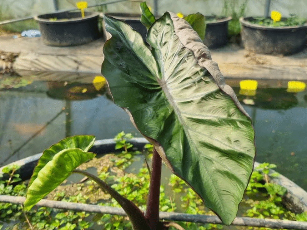 Colocasia esculenta Hilo Bay 2 Colocasia esculenta Hilo Bay - Pilt 2