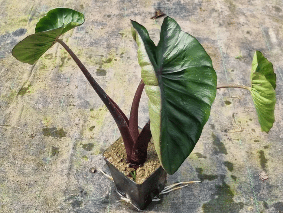 Colocasia esculenta Hilo Bay 3 Colocasia esculenta Hilo Bay - Pilt 3