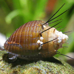 Karvane trompettigu Thiara cancellata