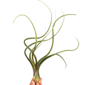 Tillandsia Baileyi
